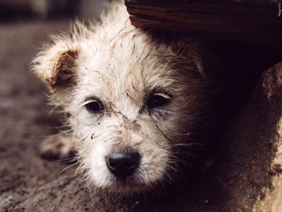 homeless dog.jpg