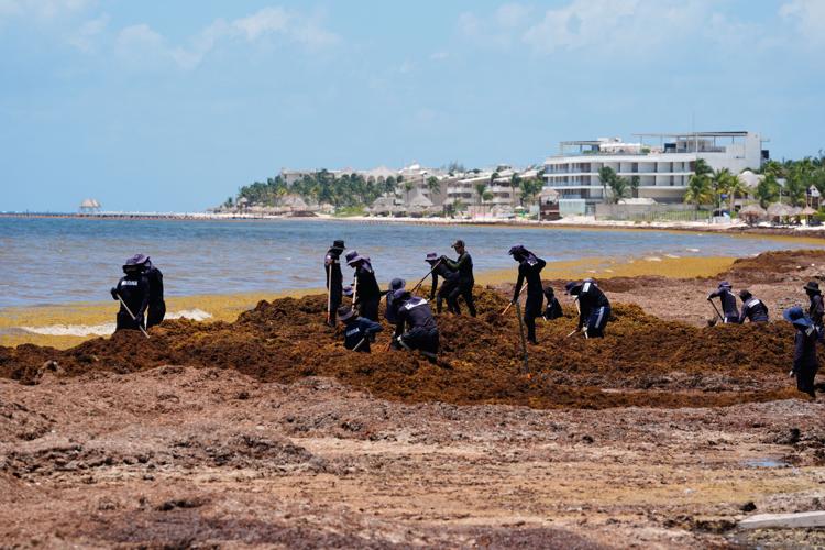 Mexico Sargassum