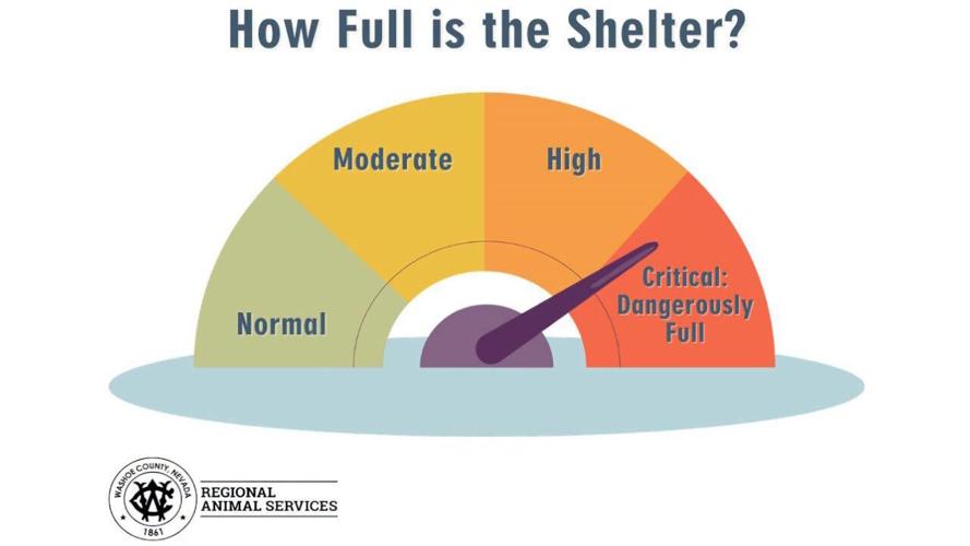 WC Regional Animal Services - Shelter is at full capacity for dogs .jpg