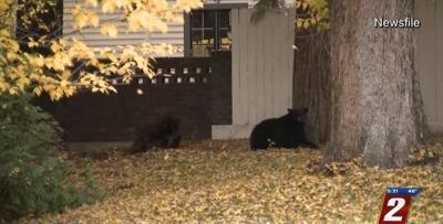 Bear Sightings