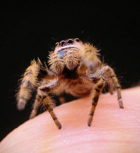 SpiderStuff