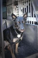 Retired Reno Police Service Dog Elza Passes Away