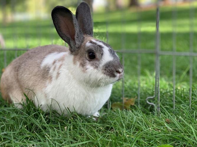First Ever Bunny Yoga Festival Coming to Reno