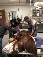 Mother Bear Dies After Being Shot By Deputy in Incline Village