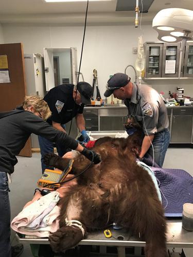 Mother Bear Dies After Being Shot By Deputy in Incline Village