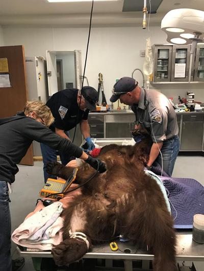 Mother Bear Dies After Being Shot By Deputy in Incline Village