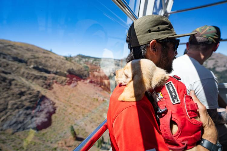 Palisades Tahoe New Avalanche Rescue Dog - Meet Binny
