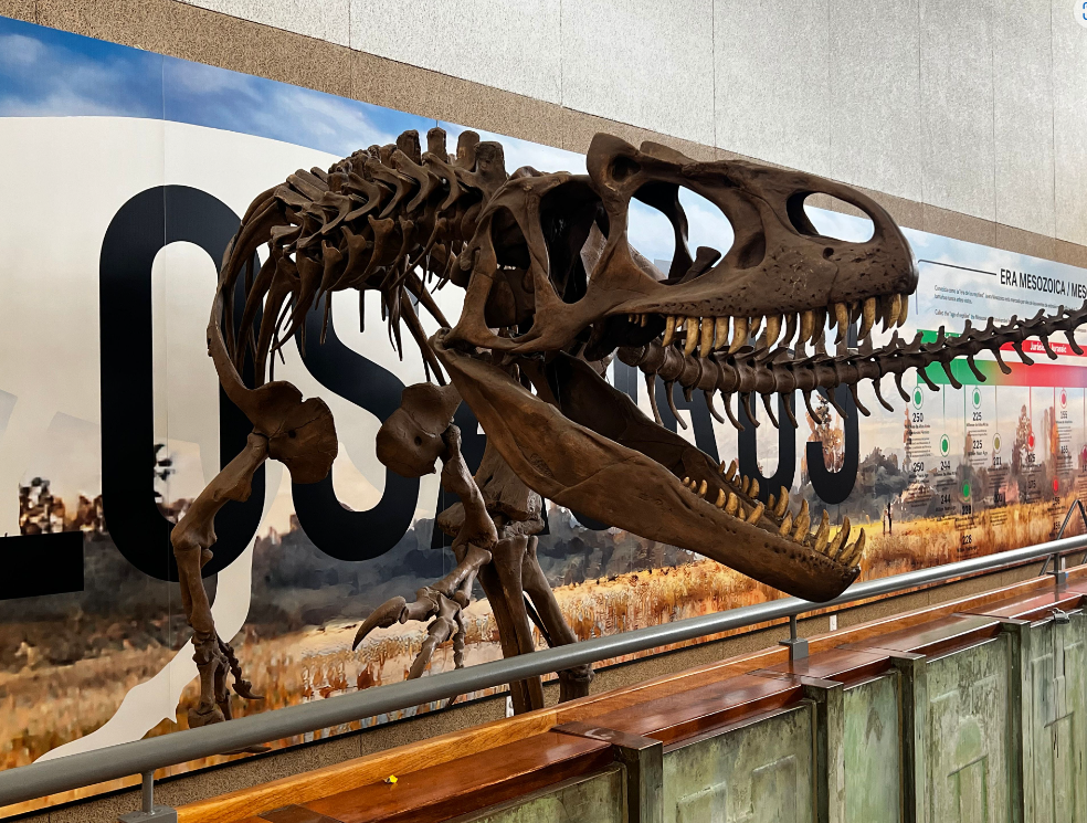 The Discovery Unveils Allosaurus Dinosaur Exhibit | News | 2news.com