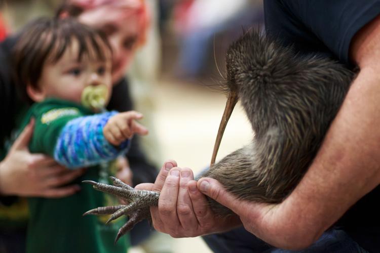 New Zealand Kiwi
