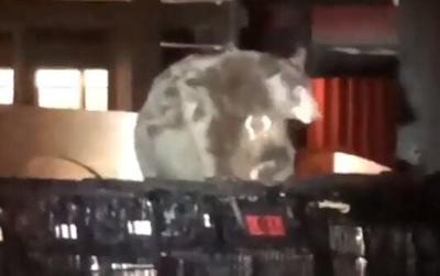 Bear Sighted "Grocery Shopping" at Tahoe City