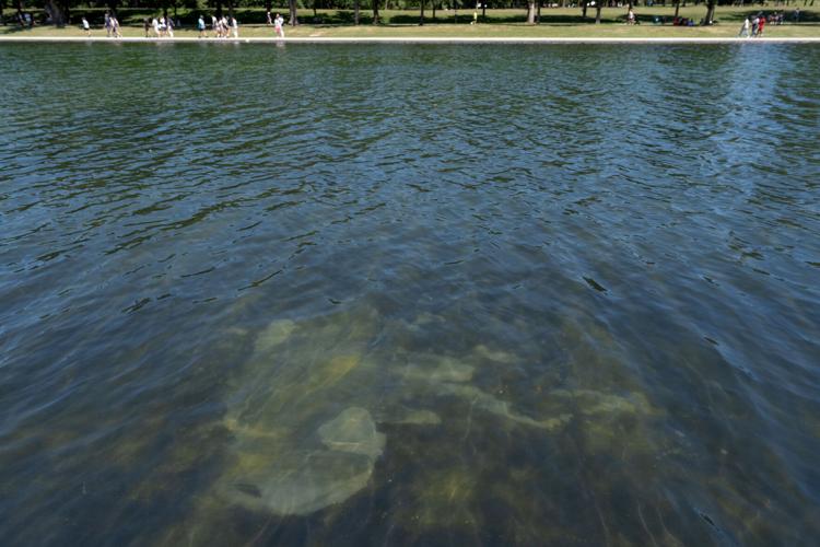 Lincoln Memorial Reflecting Pool