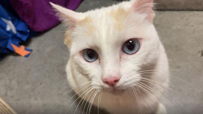 Pet of the Week: Eleanor