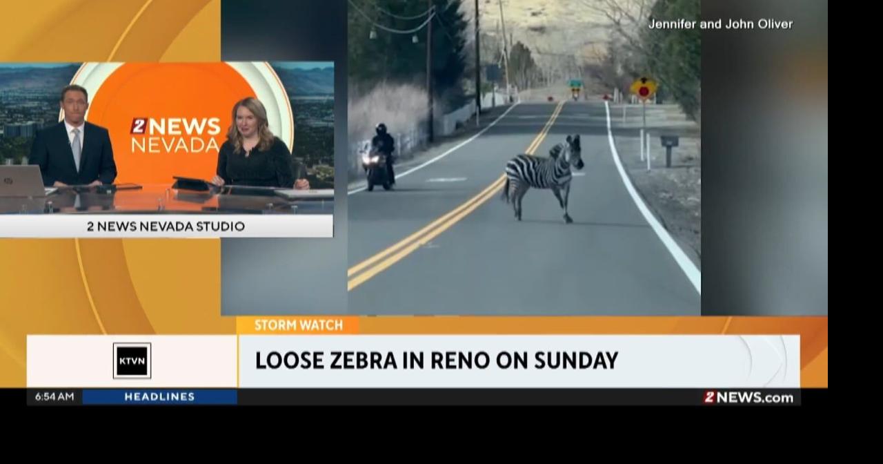 Zebra caught after brief escape in Reno | Videos | 2news.com