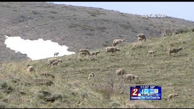 Sheep Graze Outside Carson City to Reduce Fire Risk