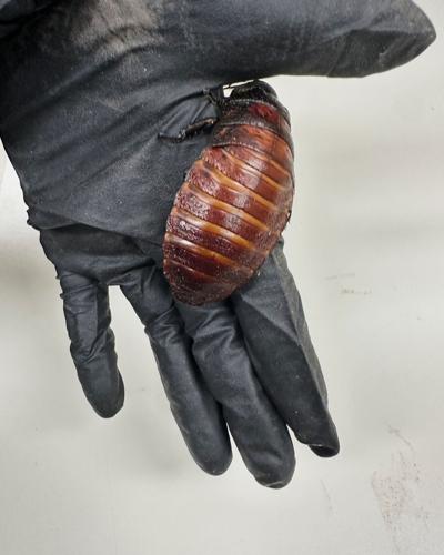 Australia Cockroaches Seized