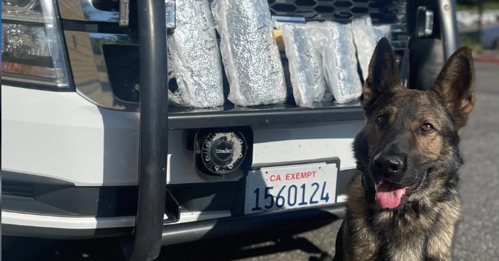 Placer County Deputy, K-9 recover 50,000 fentanyl pills during traffic ...