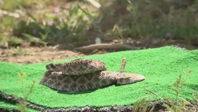 'Get Rattled' for Pet Safety