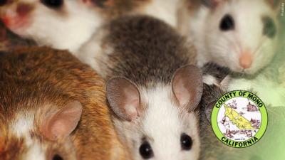 Mice with Mono County seal