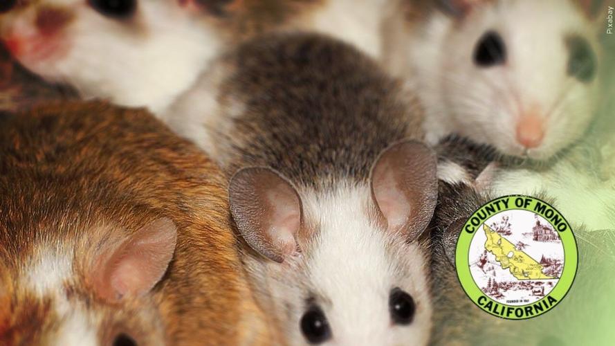Mice with Mono County seal