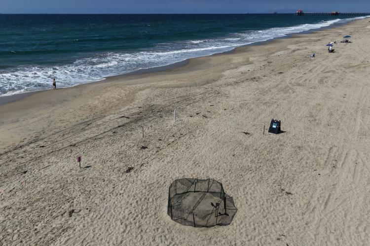 Rare Turtle Nests