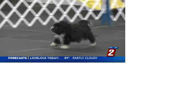 Someone 2 Know: Truckee Meadows Dog Training Club - Vimarsana News