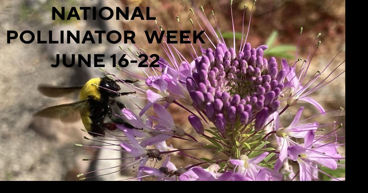 Northern Nevada marks Pollinator Week with education and outreach ...