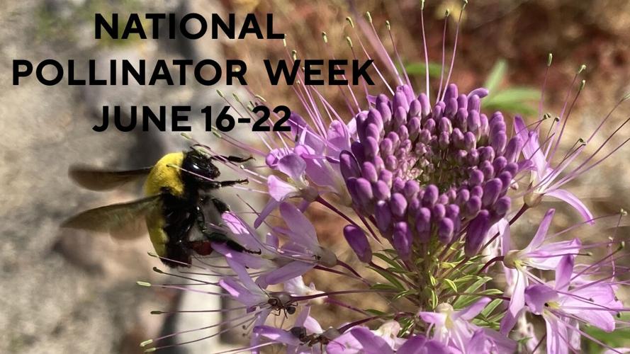National Pollinator Week