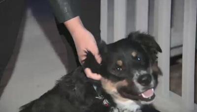 Summer Safety Tips for Pets
