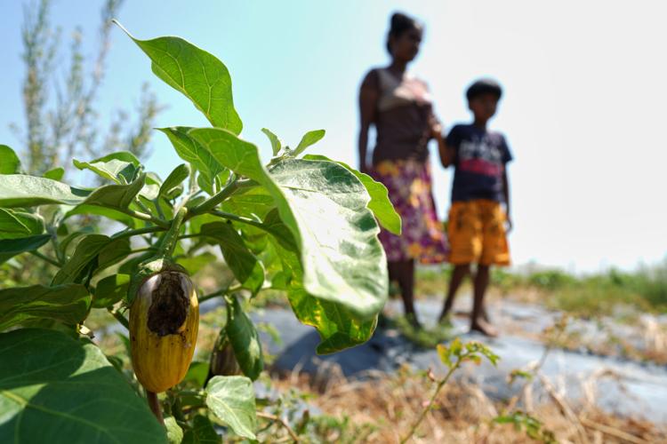 Climate Sri Lanka Drought