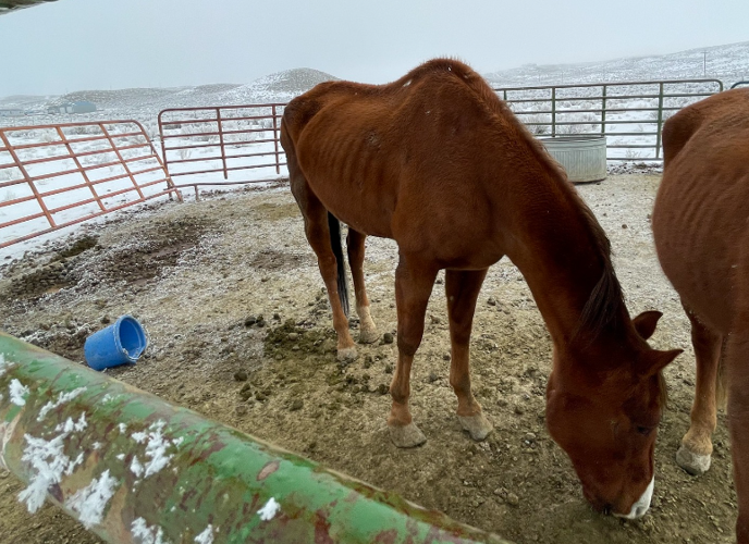 elko animal arrest.PNG