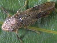 Glassy Winged Sharpshooter leafhopper