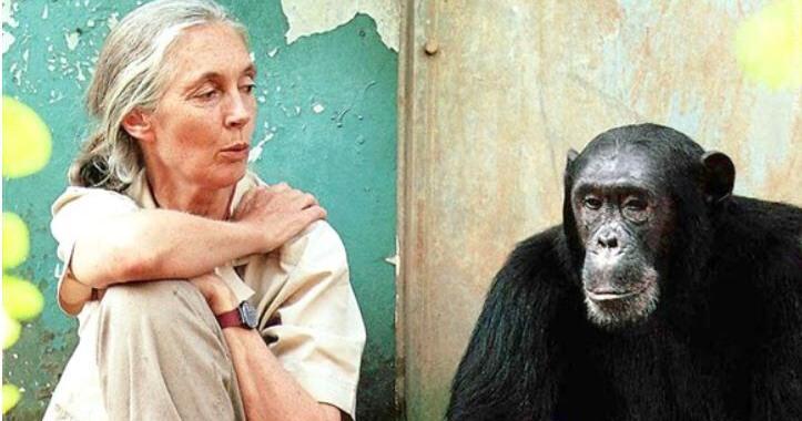 Jane Good Rip Renowned chimpanzee researcher Jane Goodall dies at 91 | National News ...