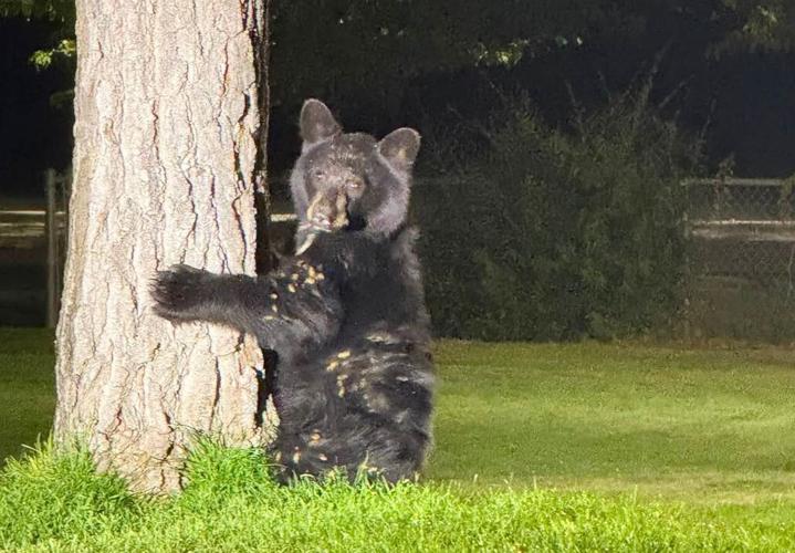 Mineral County Bear.JPG