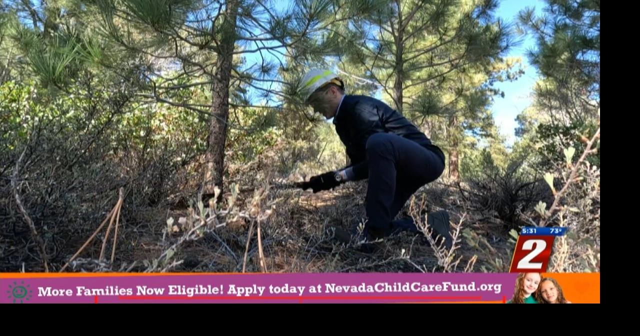 National Forest Christmas Tree Permits Now Available Video