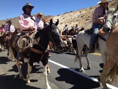 Rodeo Cattle Drive Makes Way Through Reno