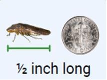 Glassy Winged Sharpshooter leafhopper comparison image