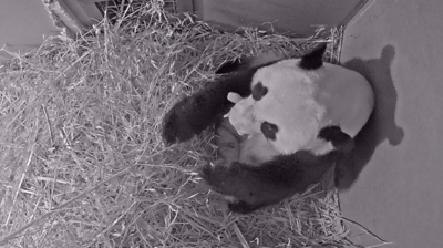 Patter of Tiny Paws: Giant Panda Gives Birth at Dutch Zoo