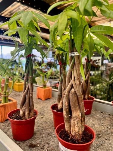 Moana Nursery