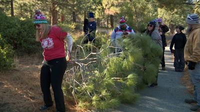 BLM offering Christmas Tree permits - Photo