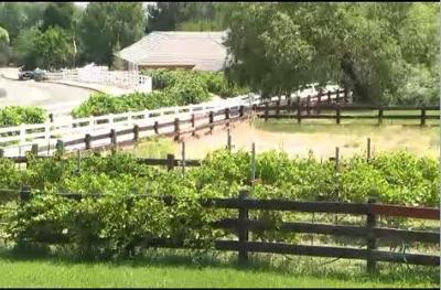 Reno's Backyard Wineries