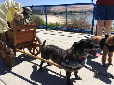 Nevada Humane Society Holds 'Walk For Animals' at Sparks Marina