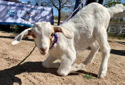 San Rafael Regional Park Farm Day