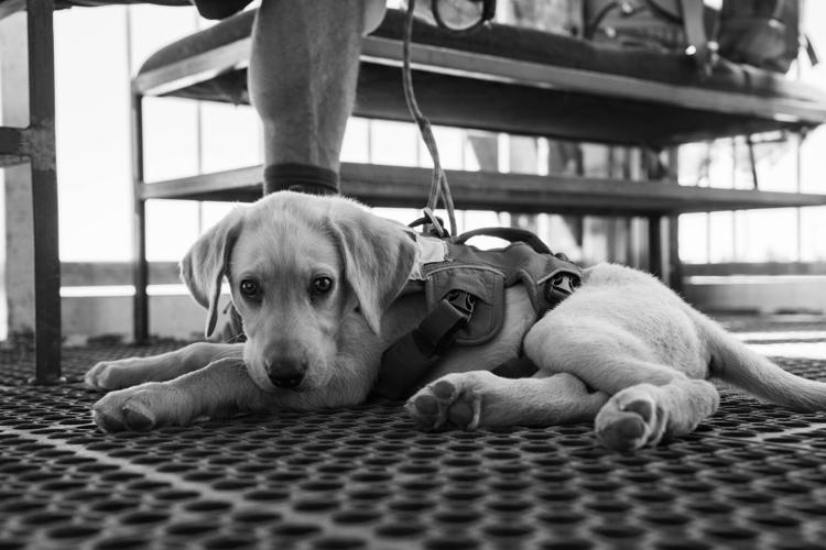 Palisades Tahoe New Avalanche Rescue Dog - Meet Binny