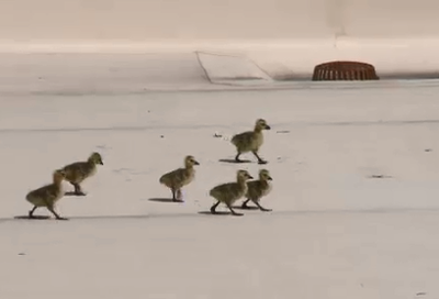 Family of Geese Find Temporary Home on Peppermill Casino Roof