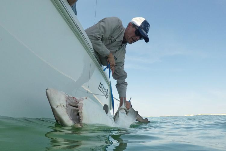 Sharks Hamptons