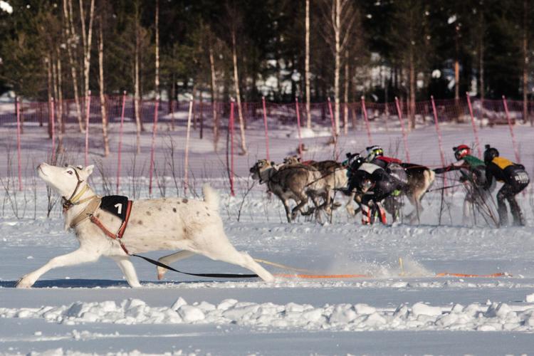 APTOPIX Finland Reindeer Racing