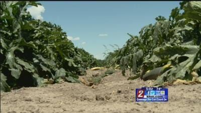 Recent Rainstorms Give Boost to Area Agriculture