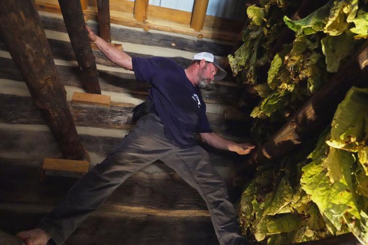 Tobacco Stringing