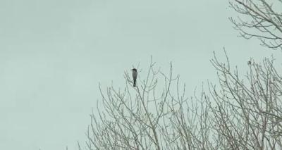 High Wire Balancing Act West of Reno