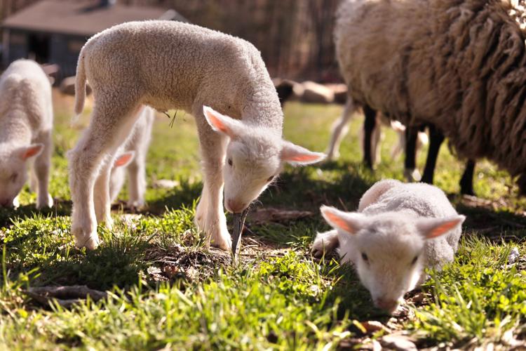 US Sheep Sextuplets Vermont